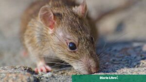 Casos positivos de leptospirosis superan el doble que en 2025