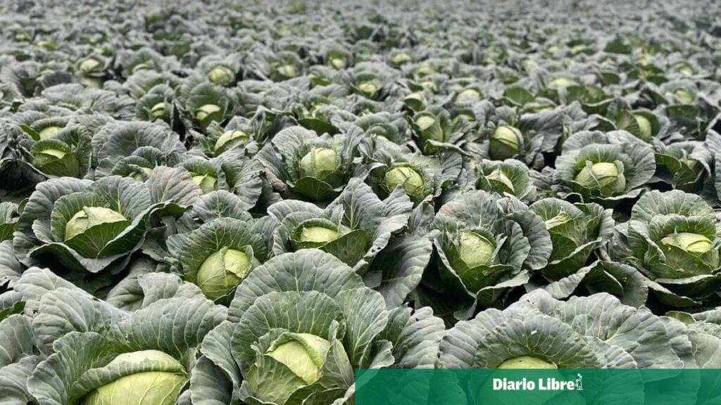 Agricultores de Constanza demandan intervención gubernamental para superar la crisis agrícola
