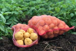 La producción agrícola nacional recibe un impulso significativo con la producción de raíces y tubérculos