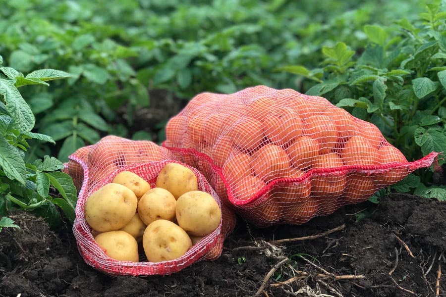 La producción agrícola nacional recibe un impulso significativo con la producción de raíces y tubérculos