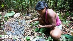 Chagras: las granjas ancestrales en la selva que desafían la agricultura moderna en Colombia y Ecuador