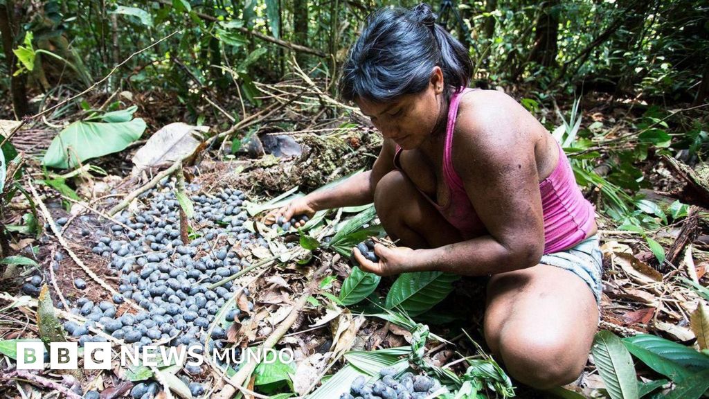 Chagras: las granjas ancestrales en la selva que desafían la agricultura moderna en Colombia y Ecuador