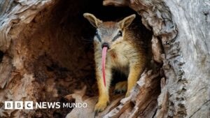 Numbats: el pequeño marsupial que desafía la extinción en Australia