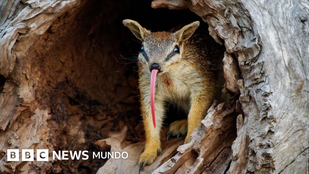 Numbats: el pequeño marsupial que desafía la extinción en Australia