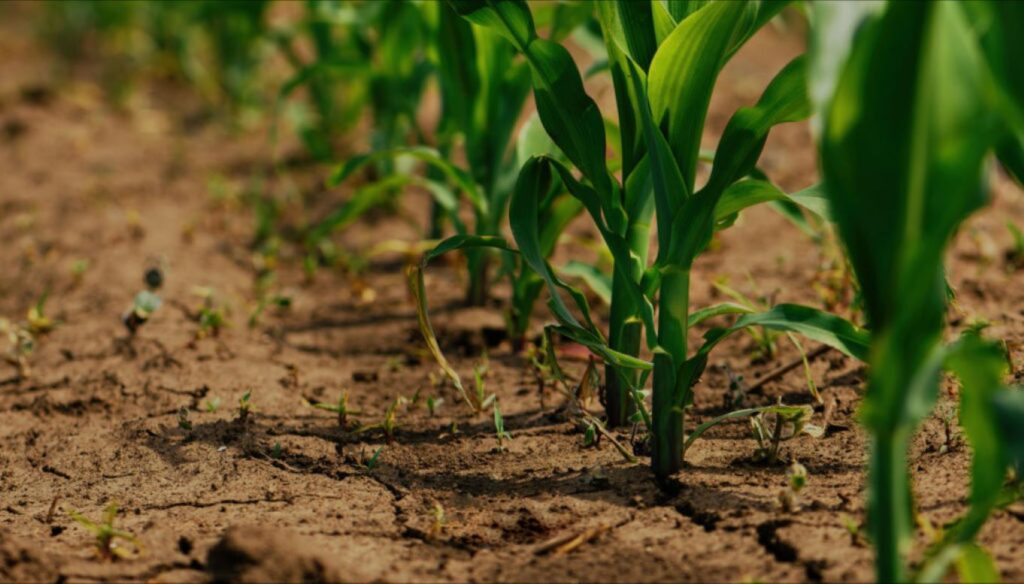 Las plantas desarrollan un "escudo" natural contra el estrés ambiental gracias a su capacidad de aclimatación