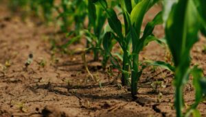 Las plantas desarrollan un "escudo" natural contra el estrés ambiental gracias a su capacidad de aclimatación
