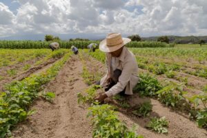 El cambio climático redefine el calendario agrícola y exige nuevos cultivos en RD