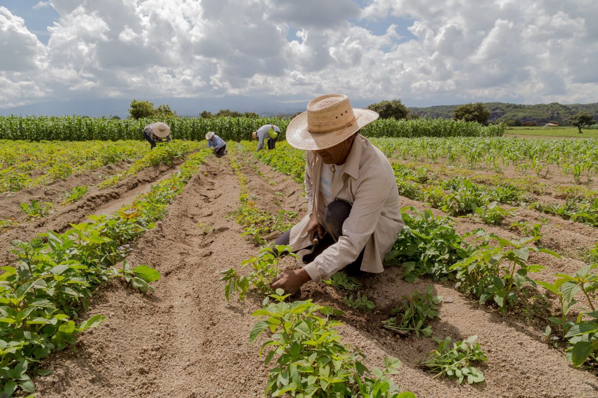 El cambio climático redefine el calendario agrícola y exige nuevos cultivos en RD
