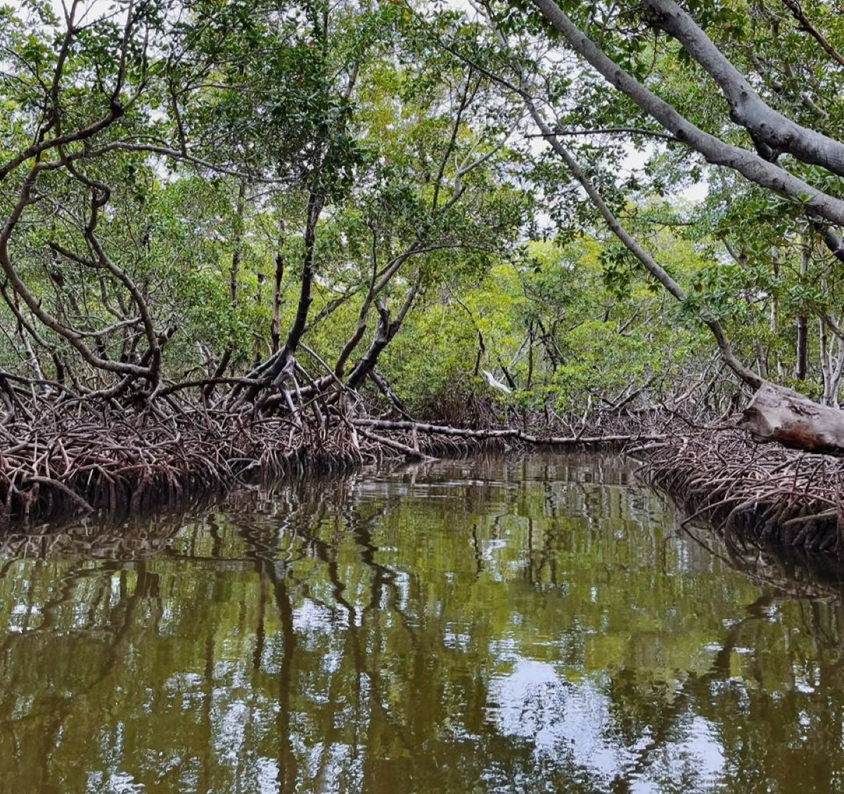 Manglares y corales en RD: las deudas pendientes para salvar los ecosistemas marinos