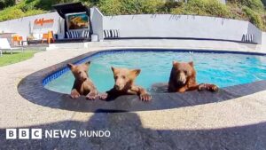 Videos muestran a familia de osos usando una piscina en RD como spa varias veces por semana