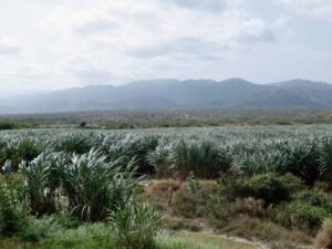 barahona-cosecha-748000-toneladas-de-cana-aspira-al-millon-en-3-anos-ef566a33-focus-0-0-400-300
