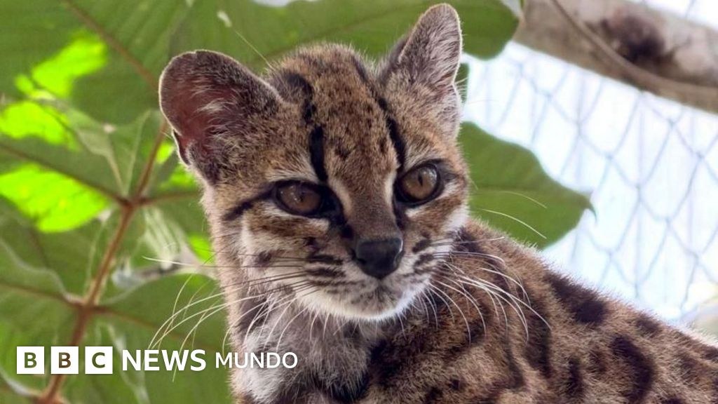 Bolivia registra un nuevo felino salvaje: el misterio de su única especie conocida