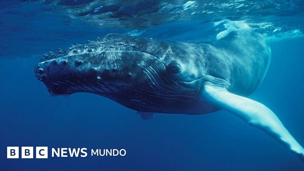 El día en que el océano reveló su secreto: el descubrimiento que cambió para siempre nuestra visión de las ballenas