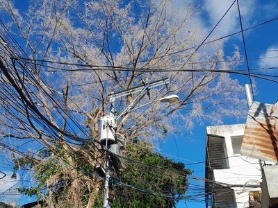 vecinos-alertan-sobre-peligro-de-arbol-seco-sobre-cables-electricos-9a1ba425-focus-0-0-400-300